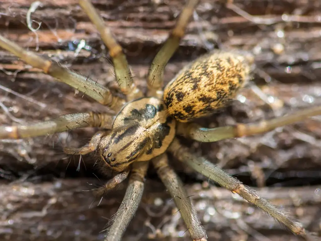 House Spider