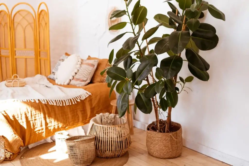 A Rubber Plant in a Bedroom, The Best Bedroom Plants to Improve Air Quality