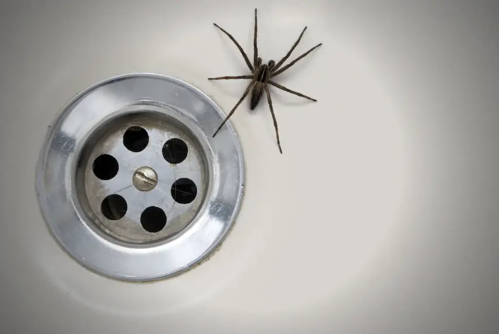 Spider in the Sink 